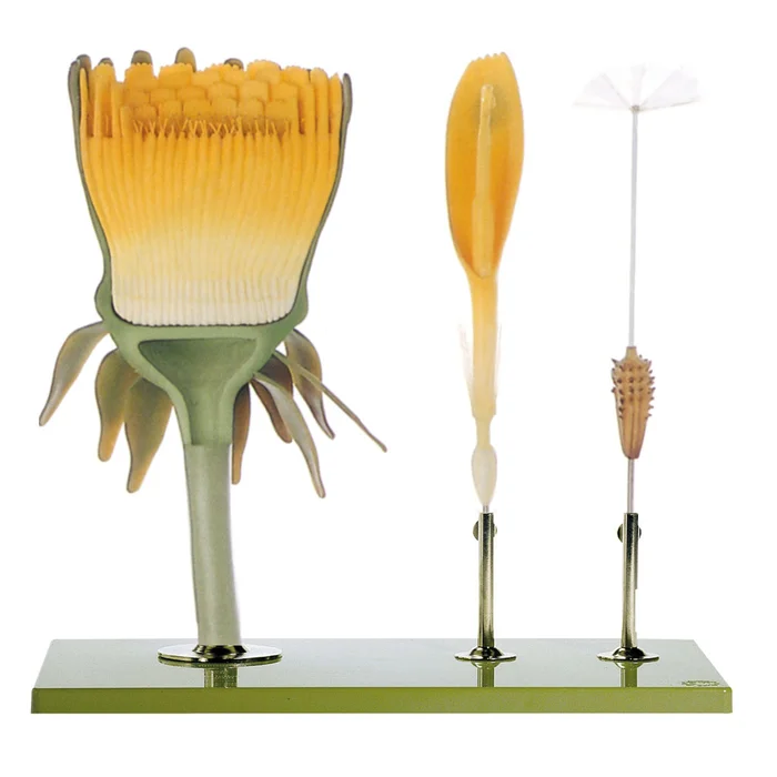 Modell vom Löwenzahn | W-2367