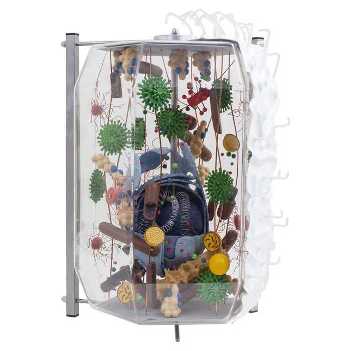 Modell von der gläsernen Zelle kaufen