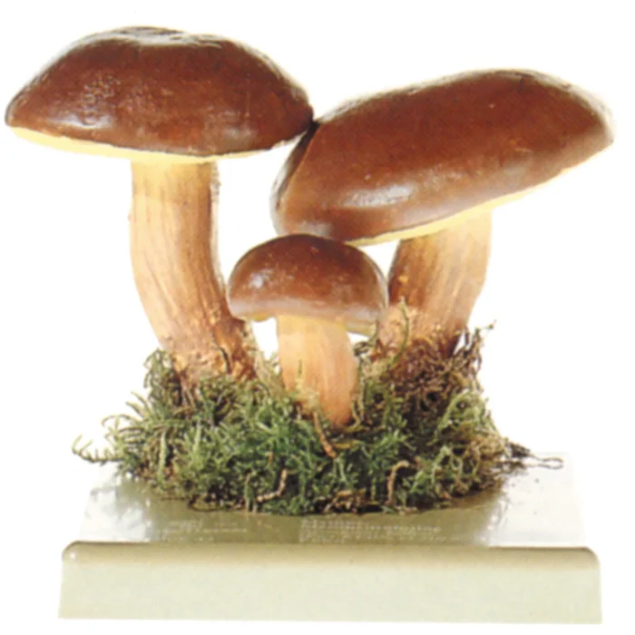 Modell von der Marone | W-2393