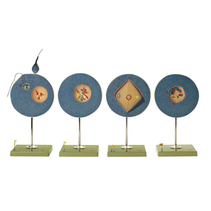 Modell von der Meiose | W-2347