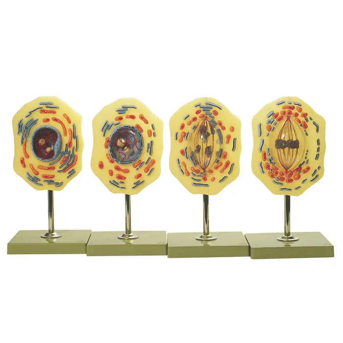 Modell von der Mitose | W-2348