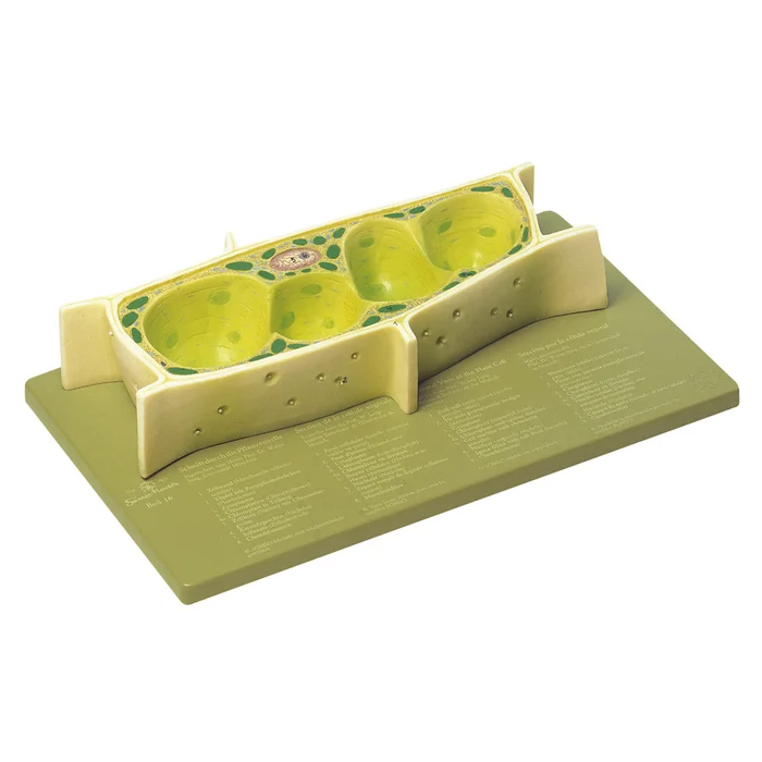 Modell von der Pflanzenzelle auf Sockel