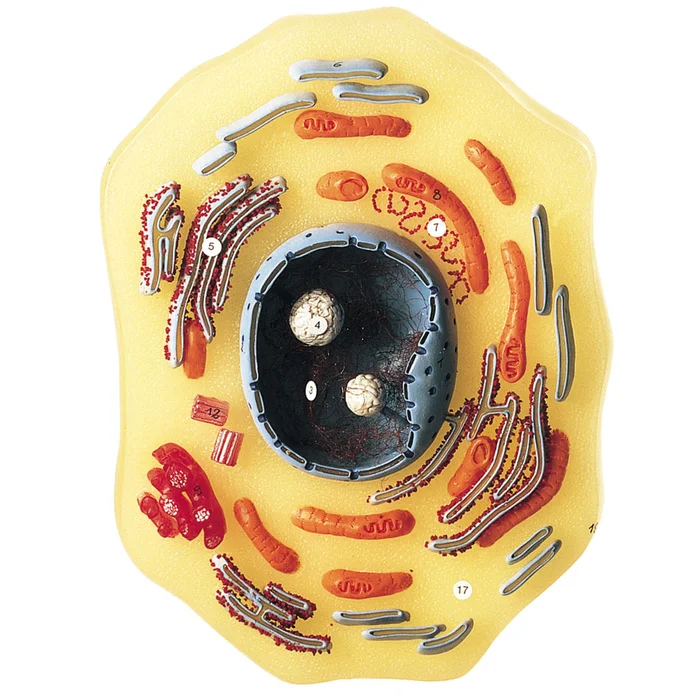 Modell von der tierischen Zelle kaufen