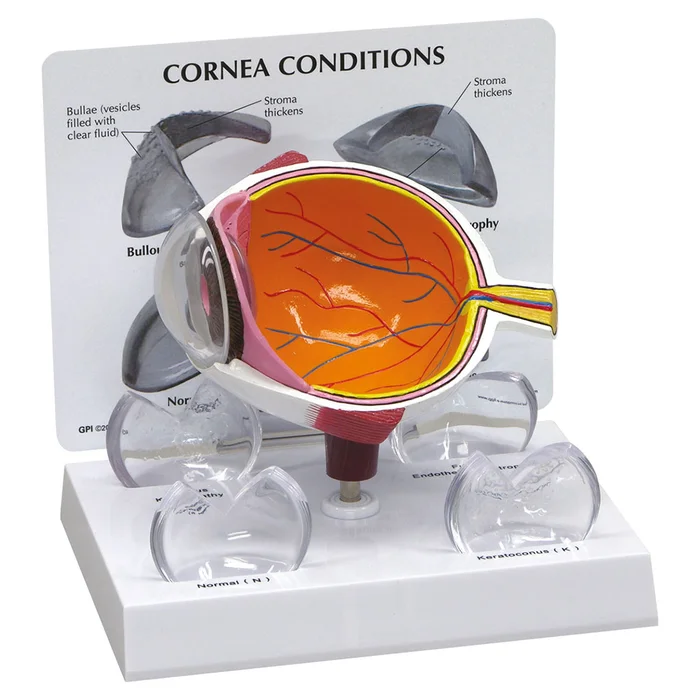 Querschnitt der Hornhaut des Auges | Wiemann-Lehrmittel