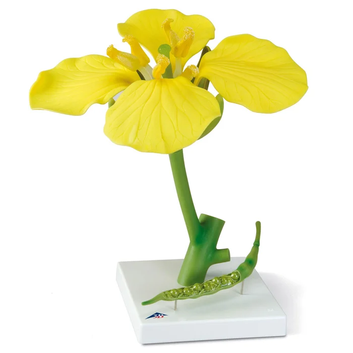 Rapsblüte mit Frucht – Brassica napus ssp. oleifera | W-22397