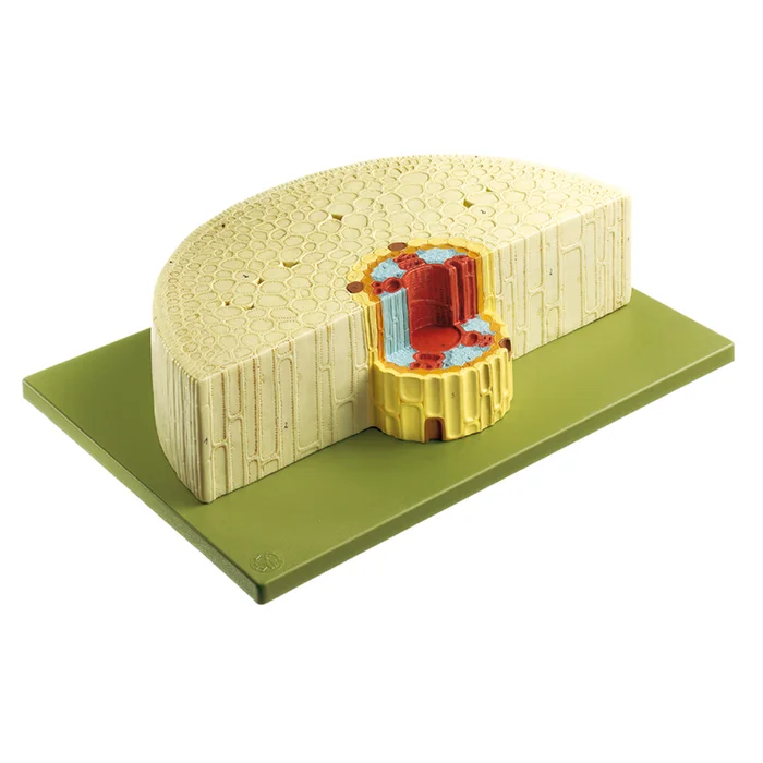 Schnittmodell einer Scharlottenwurzel | W-21741