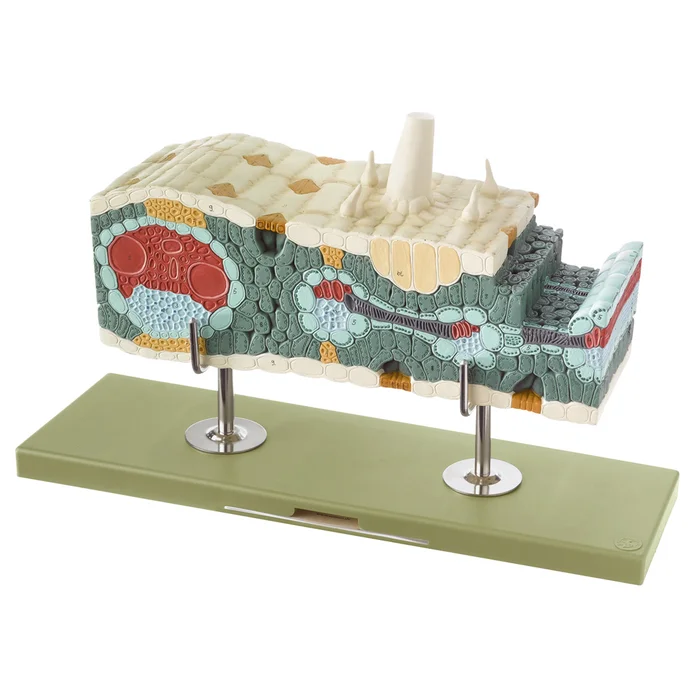 Schnittmodell Maisblatt | W-21906