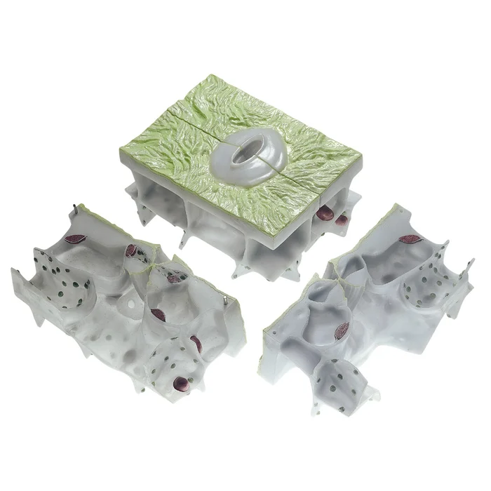 Schnittmodell Spaltöffnung Unterseite Blatt | W-2352