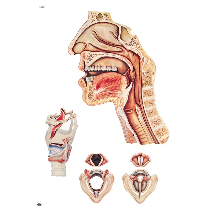 Sprechorgane – mit Holzbestäbung | W-21129M