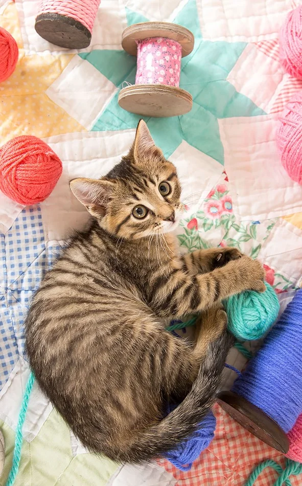 SunsOut Die Katze und ihre Pelote – 300 Teile