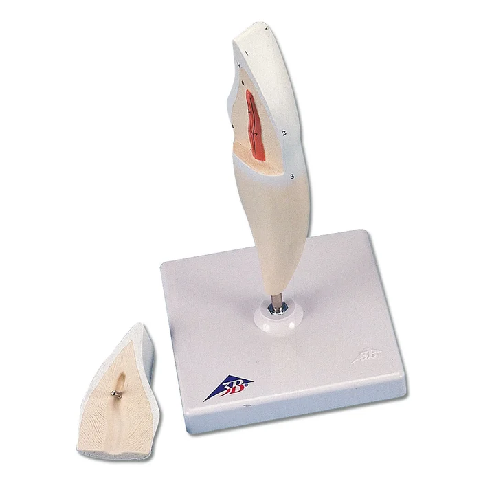 Zahnmodell 2-teilig für den Unterricht