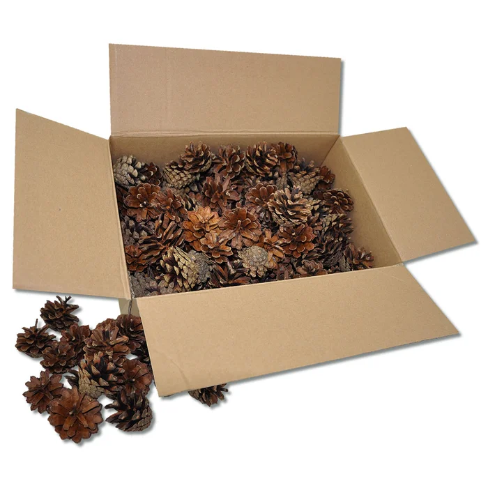 Zapfen zum Basteln und Dekorieren