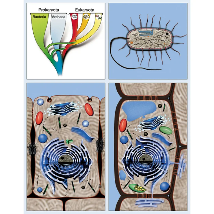 Zellbiologie | W-22309