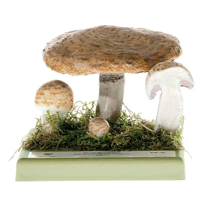 Zuchtchampignon | W-2387